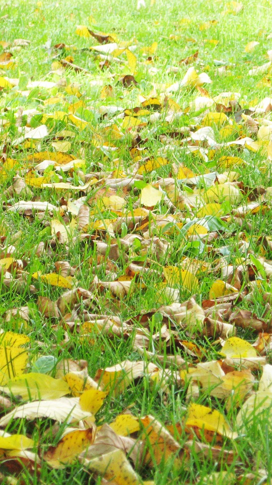 緑の草の上に黄色く色づいた落ち葉が散らばっています。