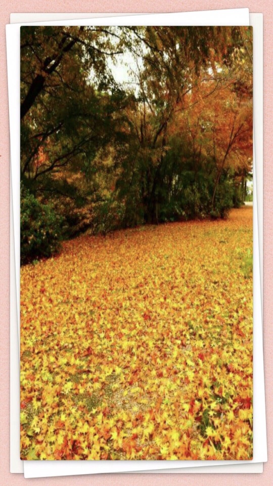 白い写真枠の中に落ち葉の敷かれた並木道