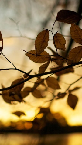 逆光に透ける紅葉の枝