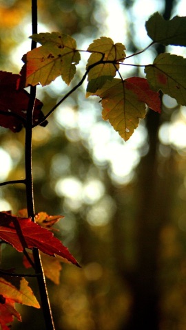 逆光に透ける紅葉