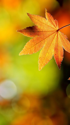 逆光の紅葉