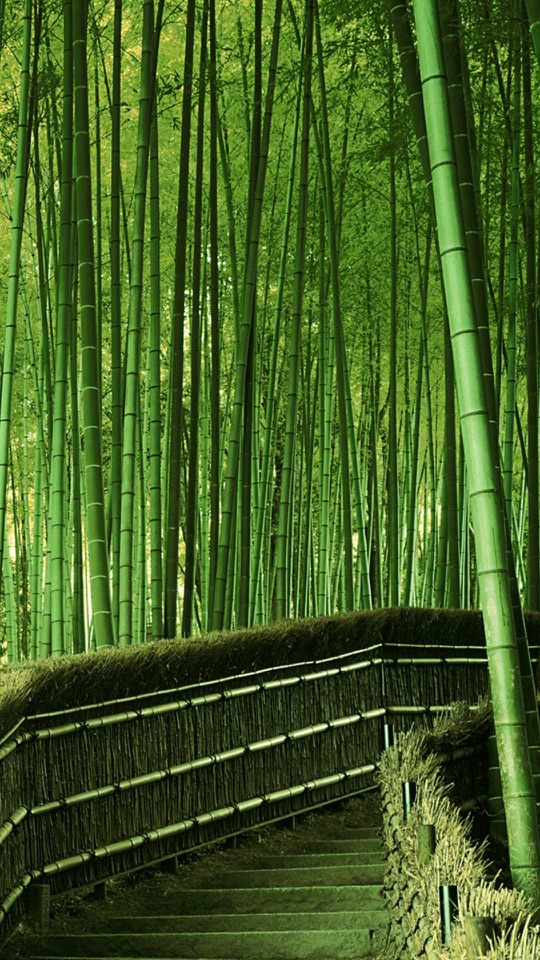 まっすぐ伸びる青竹の竹林の中に石段の小道が続いています。