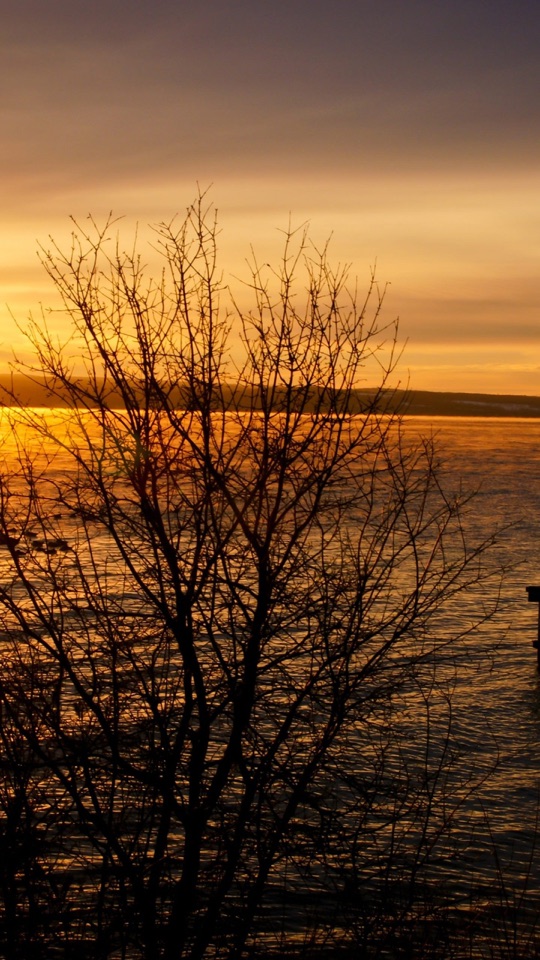 夕焼けに染まる海を背に、葉を落とした木のシルエットが立つ逆光の風景写真。
