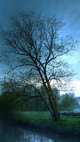 Árbol sin hojas junto al agua al atardecer