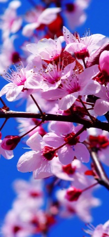 青空の下の桜