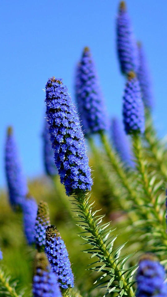 青空を背に青紫の花穂が立ち上がる一枚です。