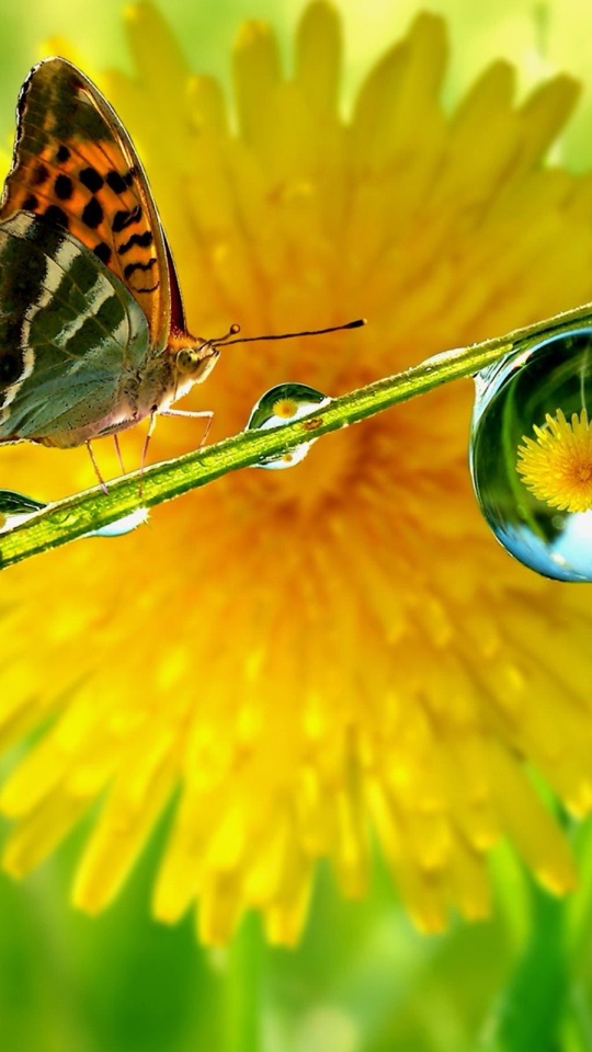 黄色いタンポポの花に蝶がとまり、そばに水滴が輝くクローズアップ写真。