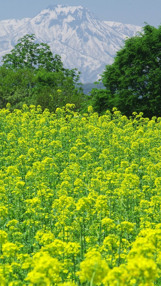 一面の黄色い菜の花畑の奥に残雪をいただく山が見えます。