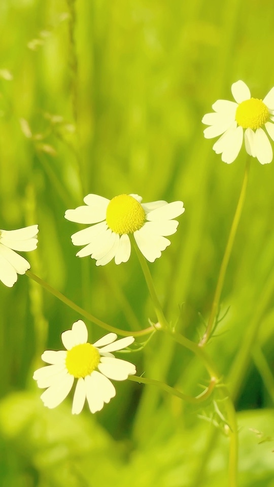 みずみずしい緑の草むらに、白い花びらと黄色い芯のカモミールが数輪咲くクローズアップ写真。