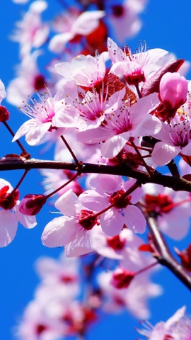 青空の桜
