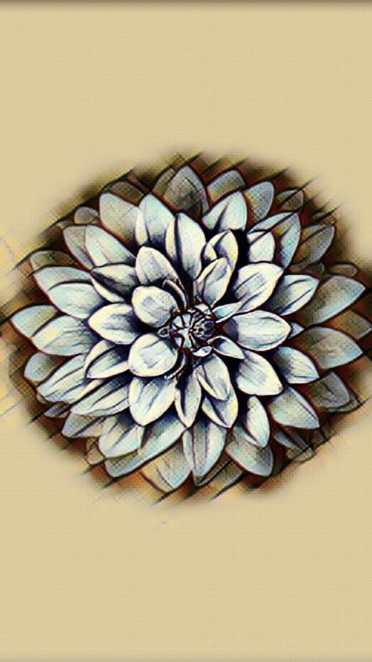 ベージュ地に描かれた白い菊の細密画