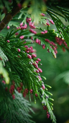 針葉樹の花芽