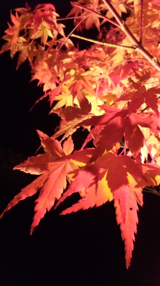 黒い背景に、赤く色づいた紅葉の枝葉が浮かび上がる縦長の写真です。