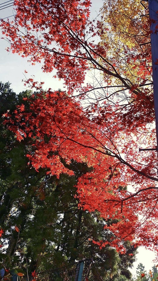 下から見上げた紅葉のもみじが空いっぱいに広がり、下方に常緑樹がのぞく写真。