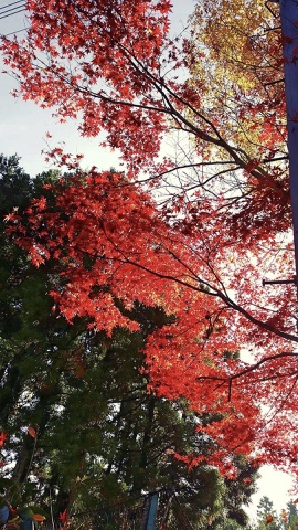見上げた紅葉のもみじ