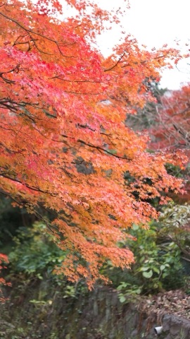 庭園の紅葉