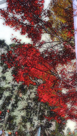 雪景色に映える紅葉