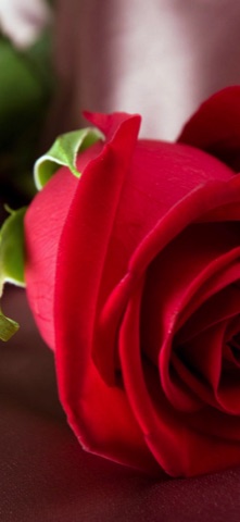 深紅の薔薇