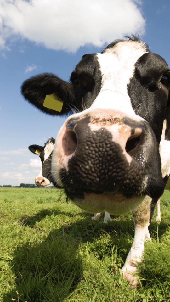 青空の下、緑の牧草地で白黒の乳牛が鼻先をこちらに近づける迫力あるクローズアップ写真。