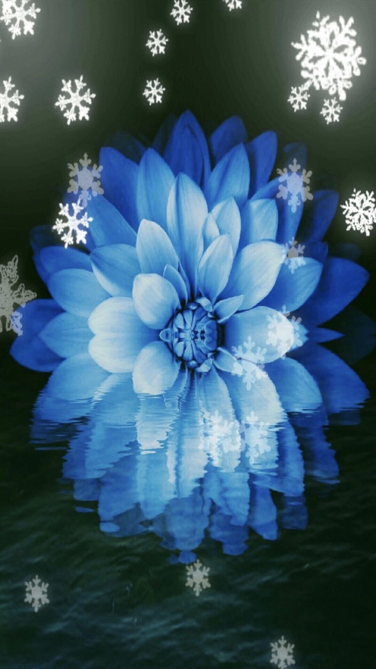 青いダリアの上に白い雪の結晶が舞う