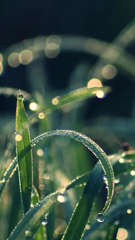 細い草の葉に無数の水滴が並び、背後に丸い光のぼけが浮かぶ接写です。