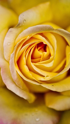 露をのせた黄色い薔薇