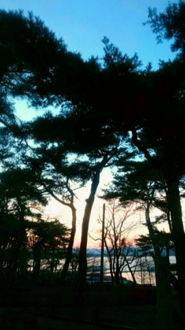 夕暮れの松と入り江