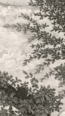 銅版画風の枝葉