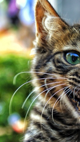 見つめる子猫