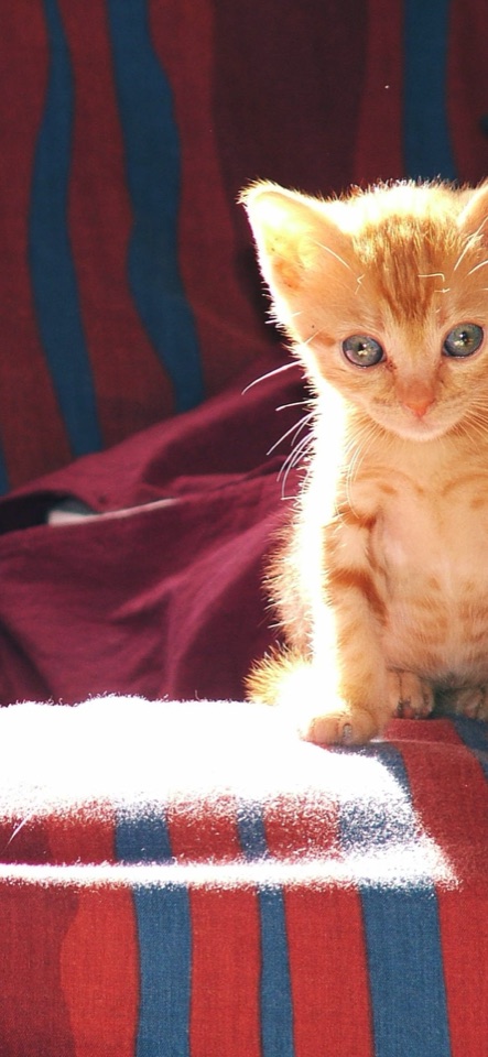 赤と青の縞模様のクッションの上に座る、茶トラの子猫の写真。