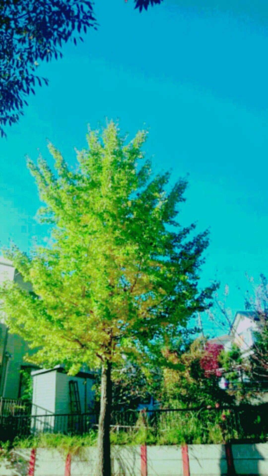 青緑の空を背に、黄緑に色づき始めた銀杏の木が立つ住宅街の縦長の風景写真です。