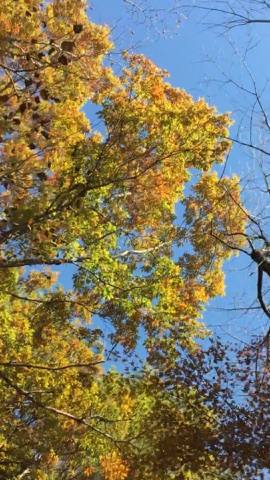 Dosel dorado y cielo azul