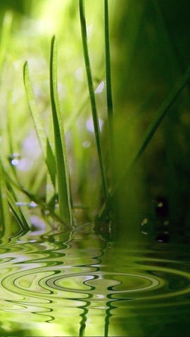 水面に映る若草