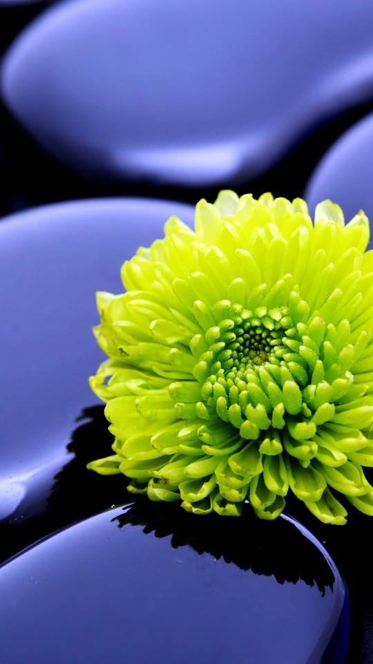青い小石を背景に黄緑色の菊の花が一輪咲いています。