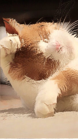 毛づくろいする猫