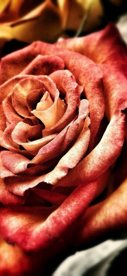 赤とサーモンピンクの花びらが渦を巻く、一輪の薔薇を大きく写したマクロ写真。