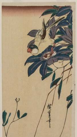 歌川広重の花鳥版画。青い鉄線花の蔓にとまる灰色のイカル。