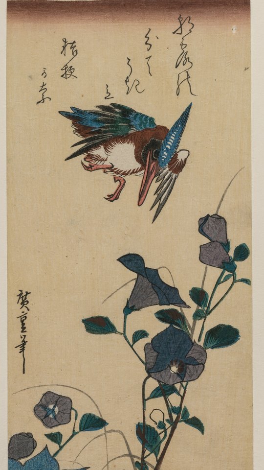 歌川広重の花鳥版画。青い桔梗の花の間を、カワセミが下向きに飛ぶ。