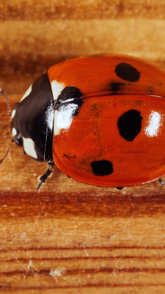 木目の板の上を、黒い斑のある赤いテントウムシが歩きます。