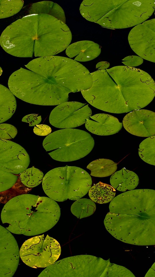 黒い水面に大小の緑の睡蓮の葉が浮かび点々と斑が見える。