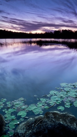 夕暮れの睡蓮の湖