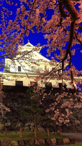 照らされる夜城と桜
