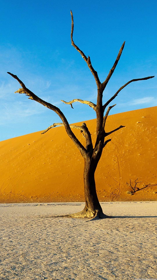 青空とオレンジの砂丘を背に、ひび割れた大地に一本の枯れ木が立つ縦長の写真です。