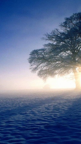雪原の一本の木