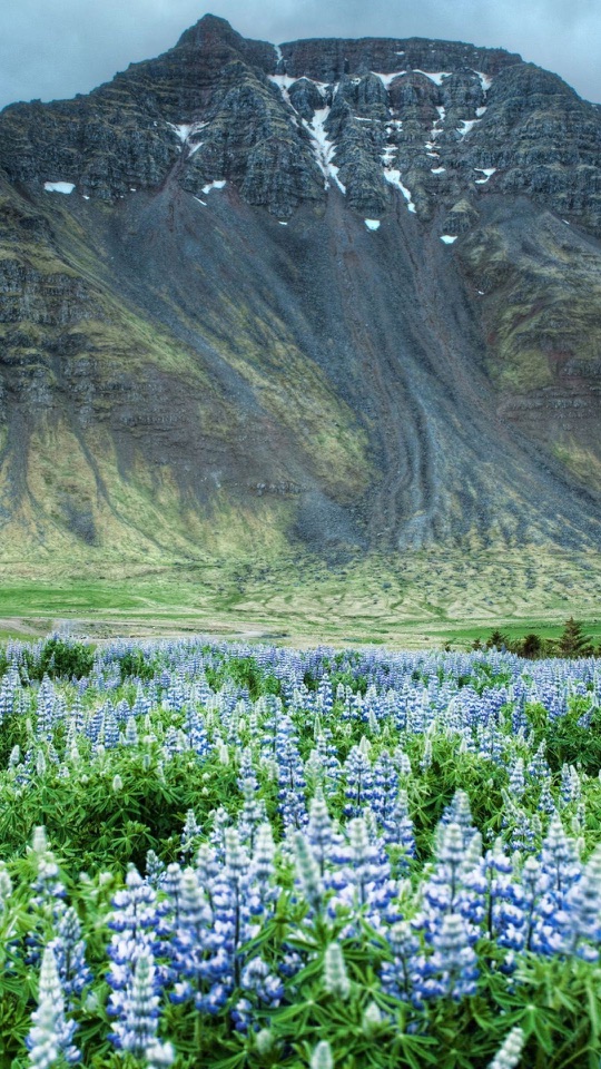急峻な岩山のふもとに青紫のルピナスが群生し緑の草原が広がっています。