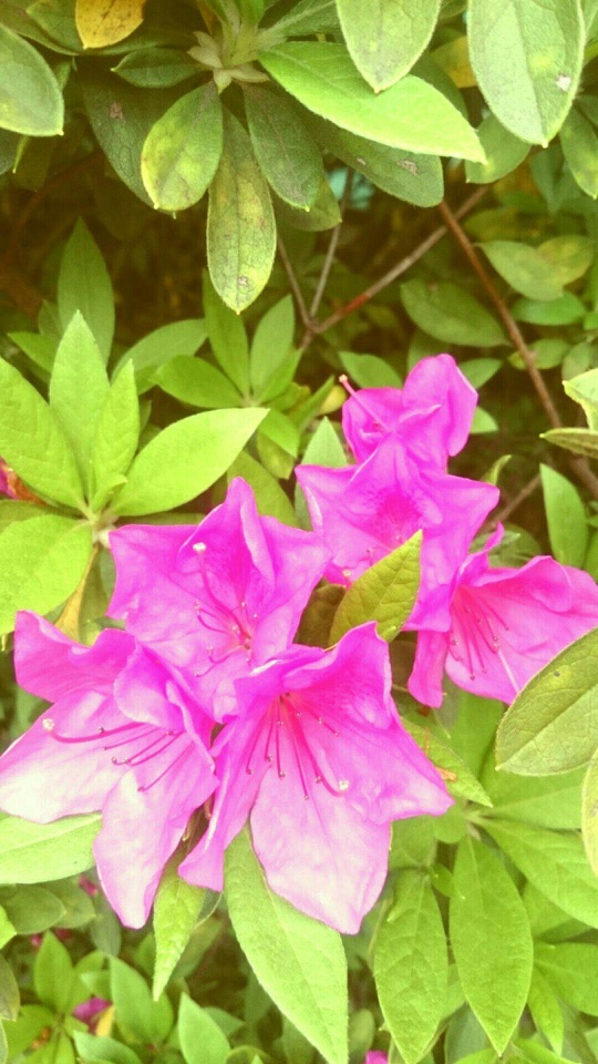緑の葉の茂みに、鮮やかな桃色のつつじが数輪咲く接写写真。