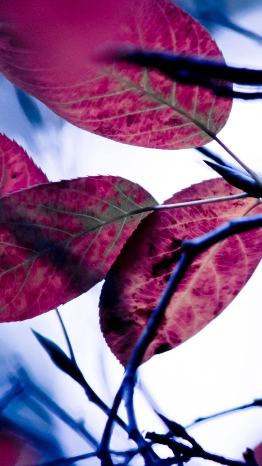 白い空を背に、マゼンタの葉が枝先に広がっています。