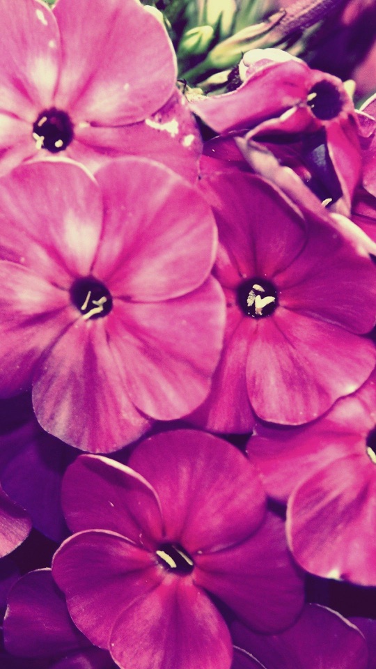 濃い桃色の五弁の花がいくつも重なり合って画面を埋めています。
