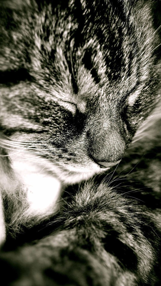 縞模様の猫が顔をうずめて眠る様子を、白黒で写した縦長の写真です。