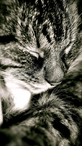 白黒の眠る猫